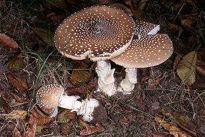 amanita_pantherina_gm2.jpg