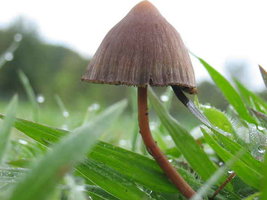 Psilocybe.Mexicana.jpg