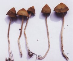 psilocybe_samuiensis0.JPG