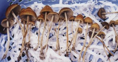 psilocybe_samuiensis00.JPG