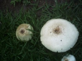 mushroom (1).JPG