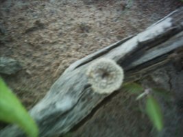 mushroom (4).JPG