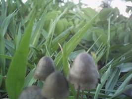 mushroom (5).JPG