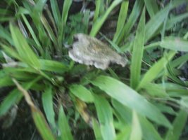 mushroom (9).JPG