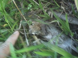 mushroom (12).JPG