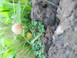 mushroom (15).JPG