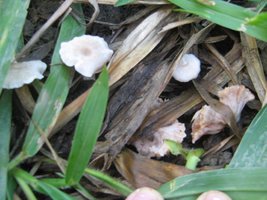 mushroom (16).JPG