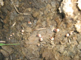 mushroom (17).JPG