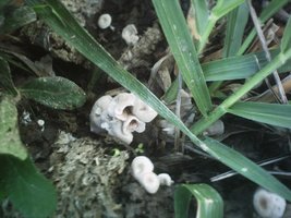 mushroom (18).JPG