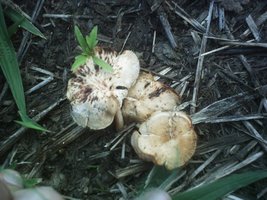 mushroom (23).JPG