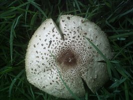 mushroom (25).JPG