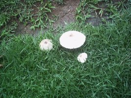 mushroom (32).JPG