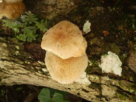 mushroom (42).JPG