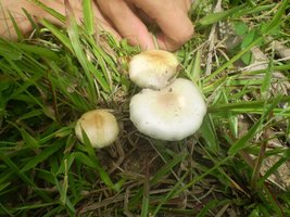 mushroom (45).JPG