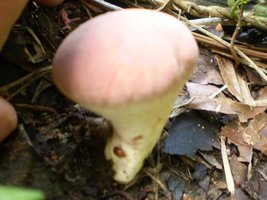 mushroom (46).JPG