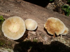 mushroom (49).JPG