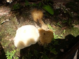 mushroom (52).JPG