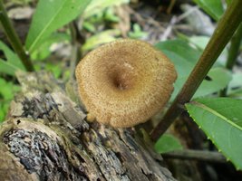 mushroom (56).JPG