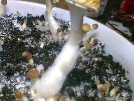 Imag025.jpg