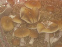 Imagem 097.jpg