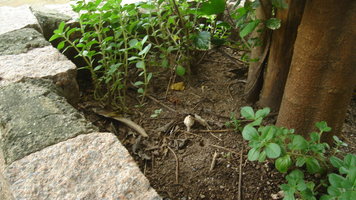 DSC00307.JPG