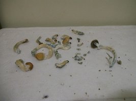 000_0079.jpg
