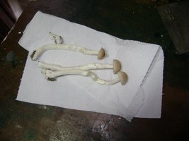 DSC03100.JPG