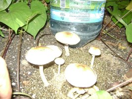 DSC03111.JPG