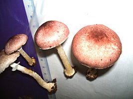 Agaricus sp-roxo(A-249)-.jpg