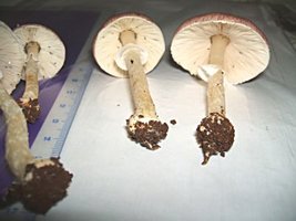 Agaricus sp-roxo(A-249).jpg