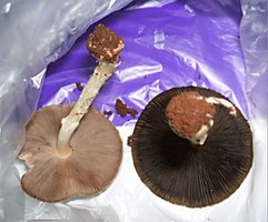 Agaricus sp-roxo(A-249)--1.jpg