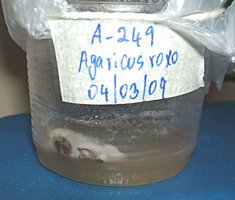 Agaricus sp-roxo(A-249)--3.jpg