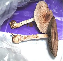 Agaricus sp-roxo(A-249)--2.jpg