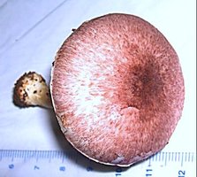 Agaricus sp-roxo(A-249)--5.jpg