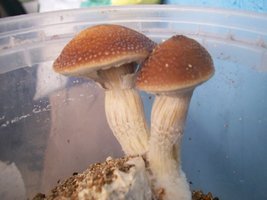 2003 004.jpg