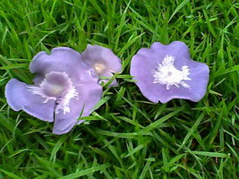 COGUMELO ROXO.jpg