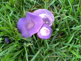COGUMELO ROXO1.jpg