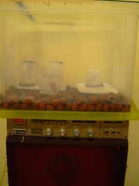 PICT0509.JPG