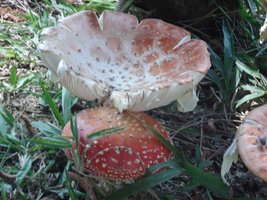DSC01437.JPG