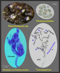 50101 - Paecilomyces sp.jpg