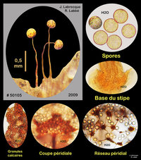 Cribraria oregana.jpg