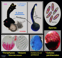 Diaporthaceae probable.jpg