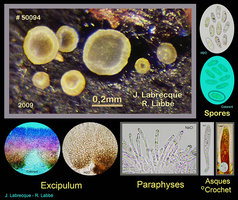 Discomycète sp..jpg