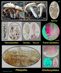 Inocybe dulcamara.jpg