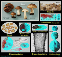 Inocybe sp....jpg