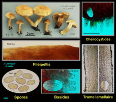 Inocybe sp..jpg