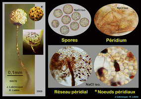 Cribraria microcarpa.jpg