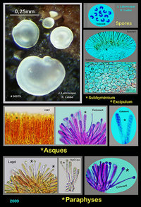 Orbilia delicatula.jpg