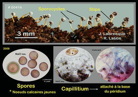 Physarum tenerum.jpg