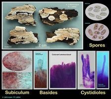 Corticié sp.3500.jpg